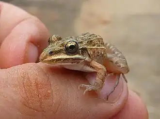 Description de l'image Sapo (leptodactylus sertanejo).jpg.