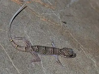 Description de l'image Saraburi Bent-toed Gecko imported from iNaturalist photo 60474384 on 11 October 2021.jpg.