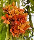 Saraca indica ou Arbre Ashoka.