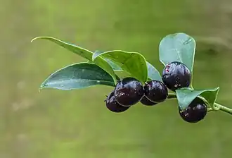 Fruits