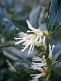 Inflorescence