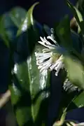 Fleurs