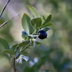 Fleurs et fruit