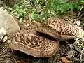 Cuticule imbriquée(Sarcodon imbricatus)