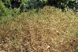 Buisson épineux.