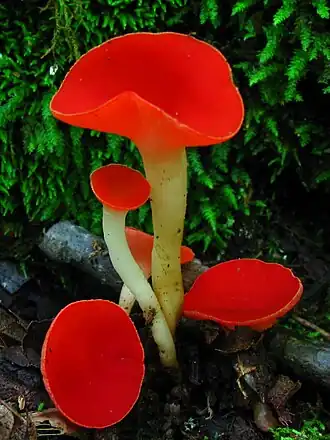 Description de l'image Sarcoscypha occidentalis 46129.jpg.