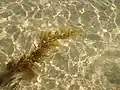 L'espèce invasive Sargassum muticum se fixe dans des grandes flaques et cuvettes de l'étage médiolittoral, du fait de sa taille et de sa densité.