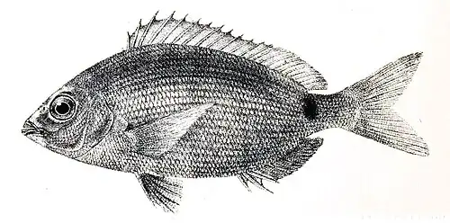 Diplodus noct