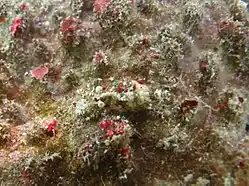 Saron neglectus