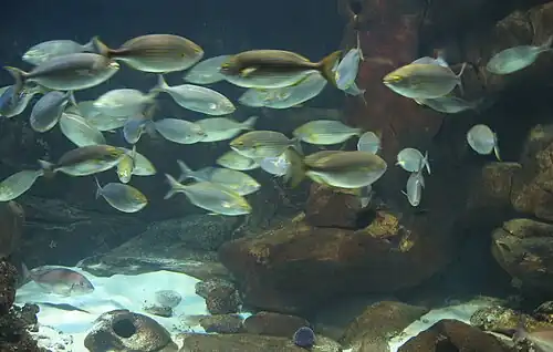 Saupes (Sarpa salpa).