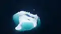 En été, de nombreux petits icebergs flottent librement dans le fjord.