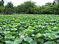 Étang de lotus.