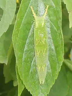 Chenille.