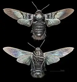Sataspes tagalica