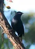 Mâle