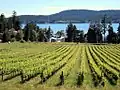 Vigne sur l'île Saturna