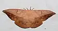 Lonomia achelous, imago