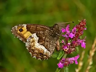 Description de l'image Satyrinae - Hipparchia cf, genava.JPG.