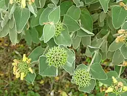 Feuilles et fruits.