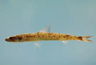 Saurida caribbaea