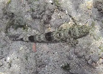 Saurida gracilis