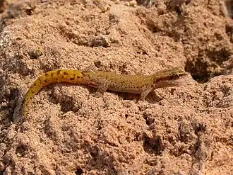 Description de l'image Saurodactylus brosseti 12885422.jpg.