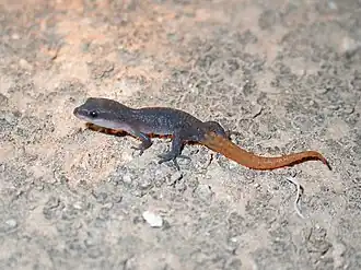 Description de l'image Saurodactylus brosseti 12885630.jpg.