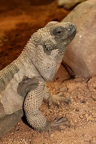 Description de l'image Sauromalus_hispidus_-_Reptilium_Landau.jpg.