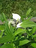 Saururus chinensis.