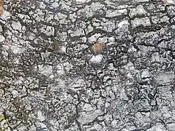 écorce de l'arbre