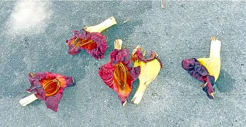 Fleurs séchées