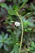 Tige fleurie de Sauvagesia erecta