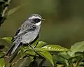 Saxicola ferreus, mâle