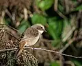Saxicola ferreus, femelle