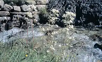 Saxifrage aquatique
