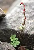 Saxifraga cernua à l'île de Spitzberg
