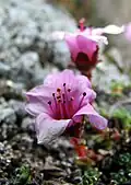 Saxifraga oppositifolia