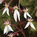Inflorescence.