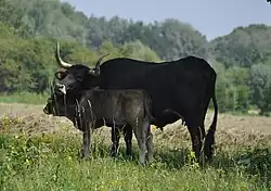 Sayaguesas dans la :réserve naturelle de Lippeaue (SO-007)&nbsp;(de).
