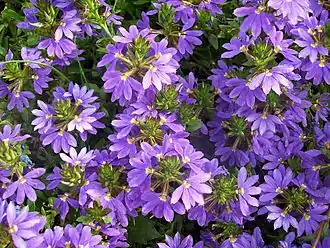Description de l'image Scaevola aemula Botanical Garden Heidelberg.JPG.