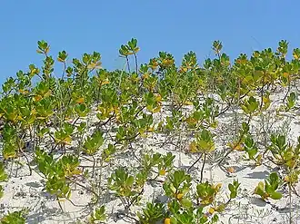 Description de l'image Scaevola plumieri 1.jpg.
