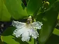 Fleur
