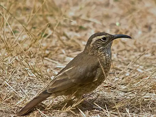 Upucerthie des buissons (Upucerthia dumetaria)