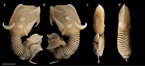 Scalpellum stearnsi