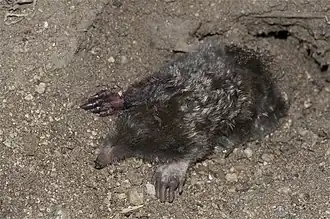 Scapanus townsendii