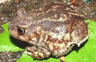 Description de l'image Scaphiopus holbrookii1-.jpg.