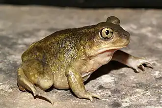 Description de l'image Scaphiopus hurterii.jpg.