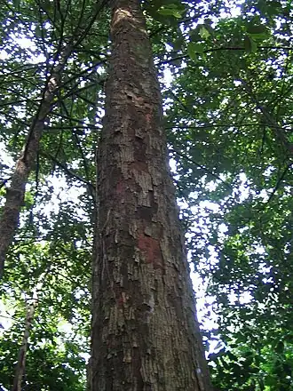 Scaphium macropodium