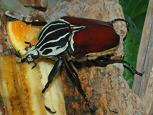 Goliathus goliatus mâle en train de se nourrir de fruits