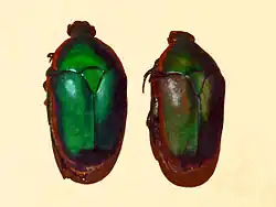 Pachnoda prasina